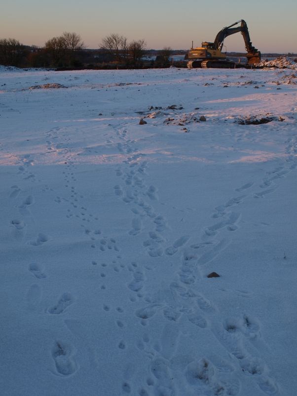 Udgravningsfeltet en december morgen, med dyrespor i sneen