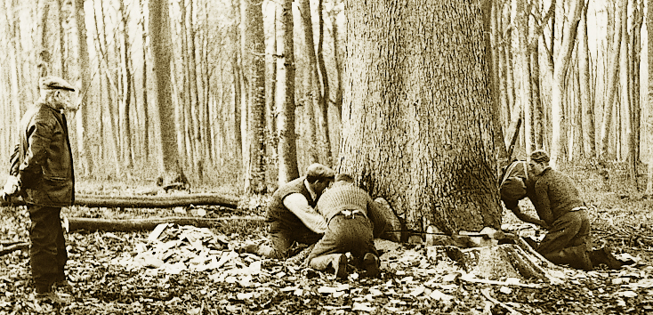 Skovbrug omkring 1960